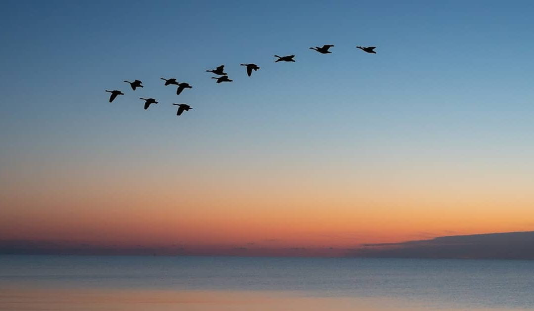 A flock of birds flying across a beautiful sunrise.
