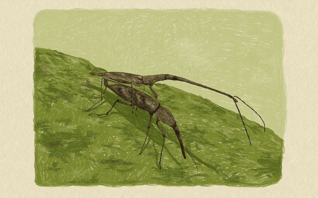 An illustration of two giraffe weevils mating.