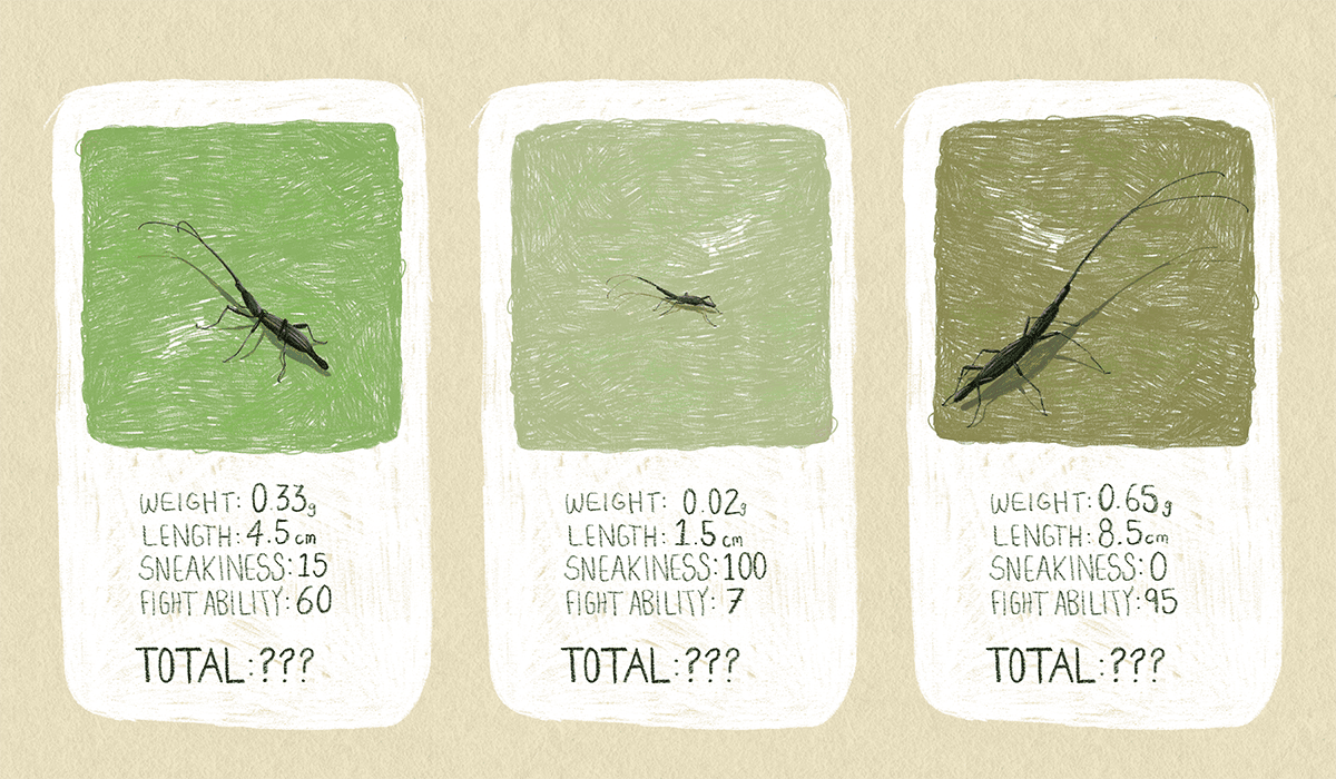 An illustration of three Top Trumps-style cards featuring male giraffe weevils.